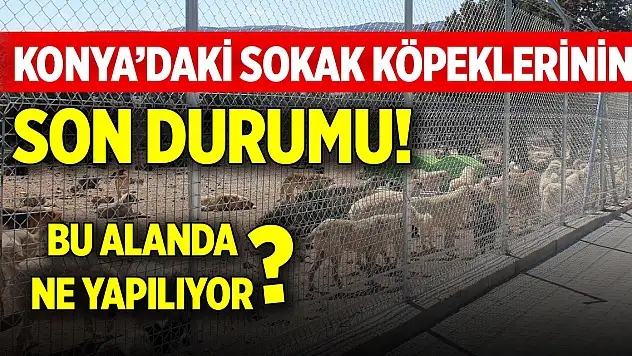 Konya'daki sokak köpeklerinin son durumu! Bu alanda ne yapılıyor?