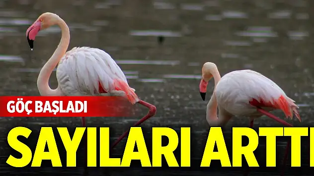 Tuz Gölü'ne göç eden flamingo popülasyonunda artış