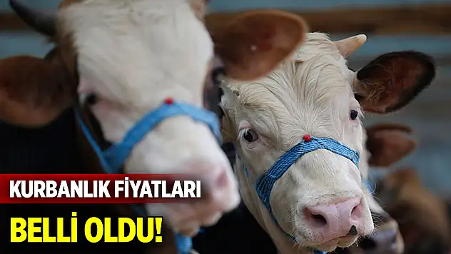 Kurbanlık fiyatları belli oldu! İşte beklenen yeni fiyatlar