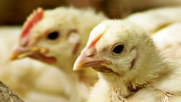 Kümes hayvancılığı üretimi