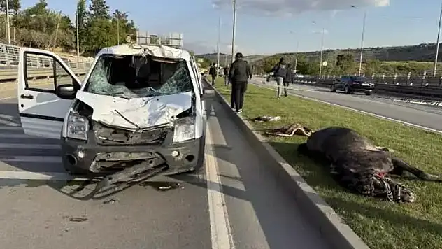 Polis aracı başıboş ata çarptı: 1'i ağır, 2 polis yaralandı