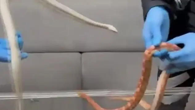 Araçtan zehirli yılanlar çıktı