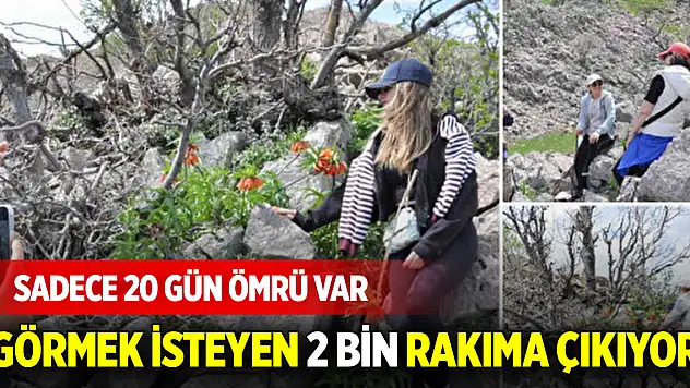 Sadece 20 gün ömrü var: Görmek isteyen 2 bin rakıma çıkıyor