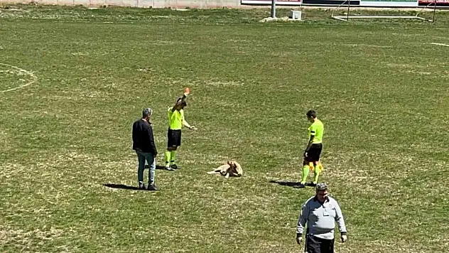 Konya'da amatör müsabakada sahaya giren köpeğe kırmızı kart