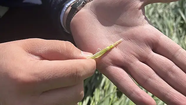 Yağışlarla hububat verimi artacak