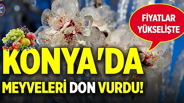 Konya'da meyveleri don vurdu! Fiyatlar yükselişte