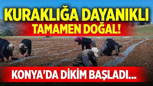 Konya'da dikim başladı... Kuraklığa dayanıklı, tamamen doğal