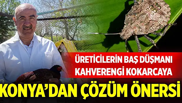 Üreticilerin baş düşmanı kahverengi kokarcaya Konya'dan çözüm!
