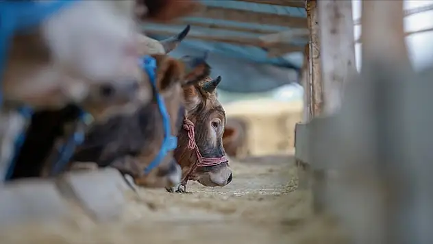 Canlı hayvan ve hayvansal ürünlerin nakillerinde yeni düzenleme