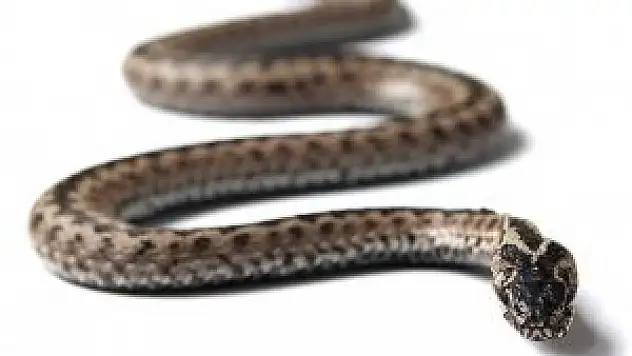 'Yılan panzehiri ülkemizden karşılanabilir'