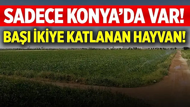 Sadece Konya'da var! Bu hayvanın başı ikiye katlanıyor
