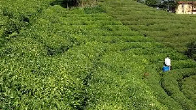 ÇAYKUR yaş çay bedellerini ödemeye başladı