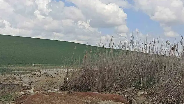 17 büyükbaş hayvan telef oldu