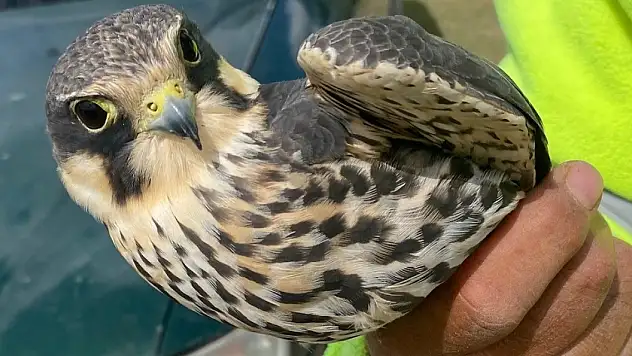 Konya'daki delice doğan koruma altında