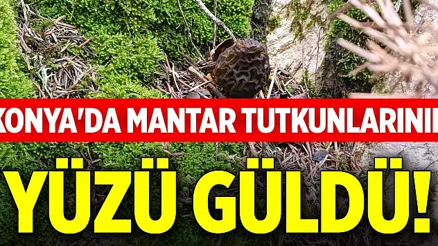 Konya'da mantar tutkunlarının yüzü güldü!