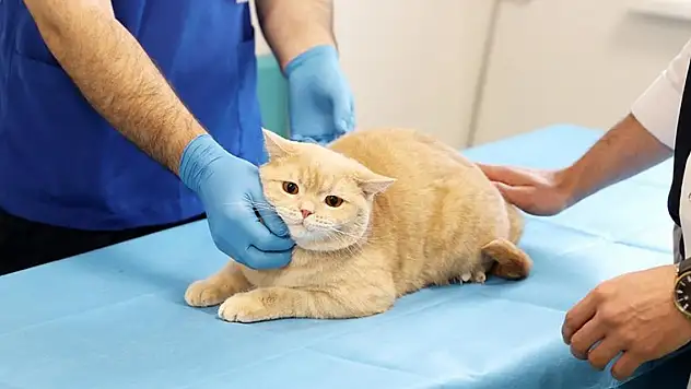 Konya'da dişleri kırılan 'Hani' artık rutinine kavuştu