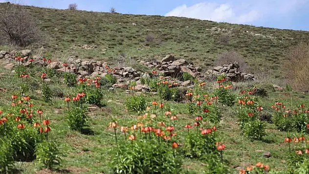 Koparmanın cezası araba parası!