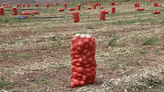 Soğan, tarladan 8 TL'den alıcı buluyor