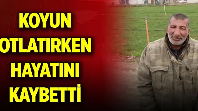 Koyun otlatırken otomobil çarptı, hayatını kaybetti