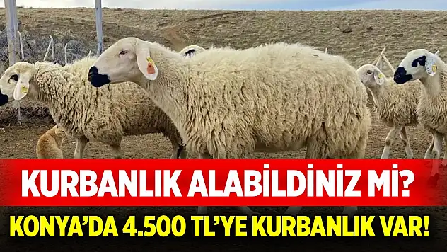 Konya'da 4.500 TL'ye kurbanlık var!