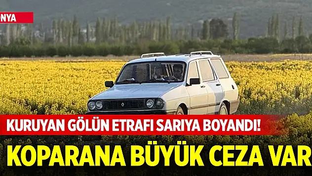 Kuruyan Akşehir Gölü kıyısındaki 150 dekarlık alanda 'Eber sarısı' çiçek açtı