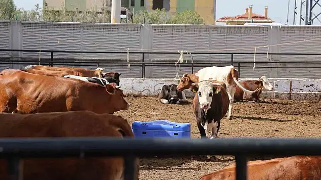 Konyalıların bu yıl kurbanlıkta tercihi belli oldu