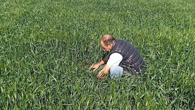 Konya Ereğli'de süne kımıl sürvey çalışmaları başladı