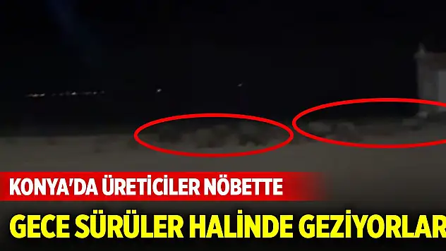 Konya'da gece sürüler halinde geziyorlar... Üreticiler nöbette