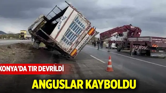 Konya'da tır devrildi, anguslar kayboldu