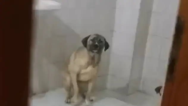 Evinde 12 köpekle yaşayan kadın gözaltında