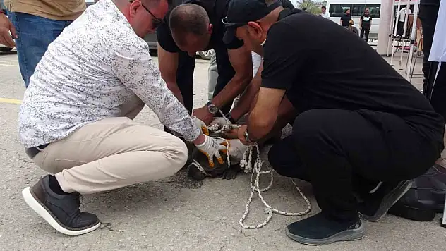 Etkinlikte pitbull dehşeti