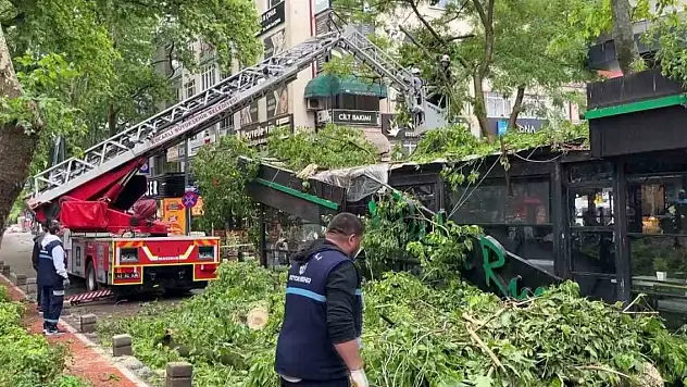 Dev ağaç kafenin üzerine devrildi