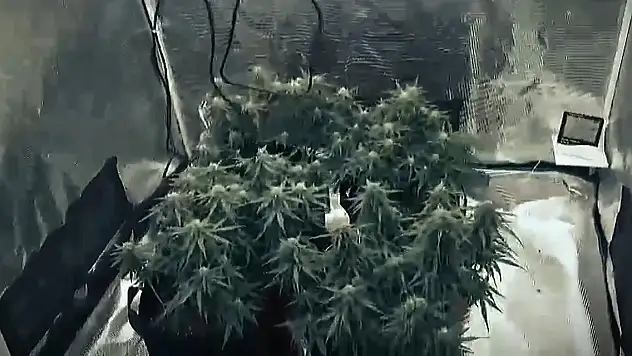 Gardırobu açtılar sera çıktı