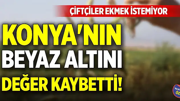 Konya'nın beyaz altını değer kaybetti! Çiftçiler ekmek istemiyor