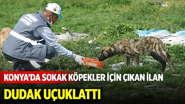 Konya'da sahipsiz köpekler için çıkan ilan dudak uçuklattı