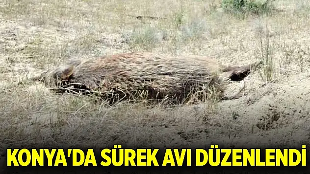 25 lisanslı avcı katıldı... Konya'da sürek avı düzenlendi