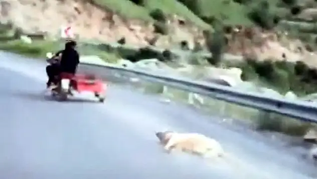 Köpeği motosiklete bağlayıp sürüklemişti! Gözaltına alındı