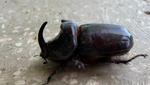 Dünyanın en güçlü böceği Türkiye'de bulundu