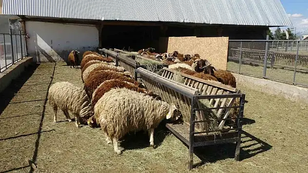 Bunlar da üniversiteli kurbanlıklar