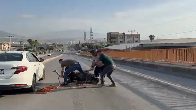 Deve kuşu ortalığı birbirine kattı