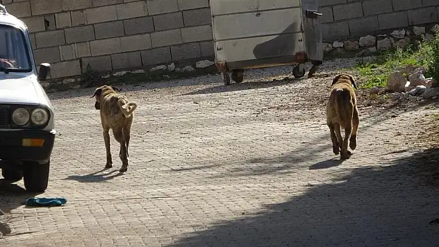 Köpek saldırısında 5 yaşındaki çocuk yaralandı