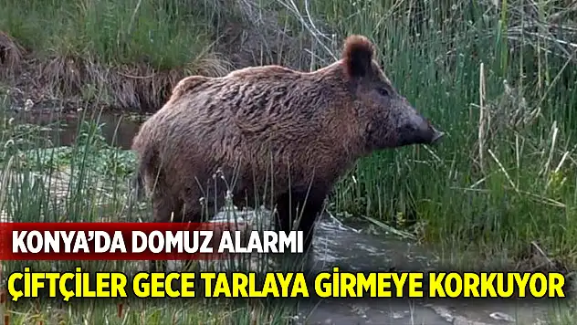 Konya'da Domuz Alarmı: Çiftçiler Gece Tarlaya Girmeye Korkuyor