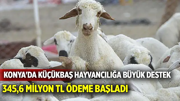 Konya'da Küçükbaş Hayvancılığa Büyük Destek: 345,6 Milyon TL Ödeme Başladı