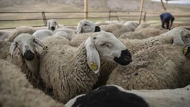 Kurban seçimi ve kesimiyle ilgili dikkat edilecek hususlar
