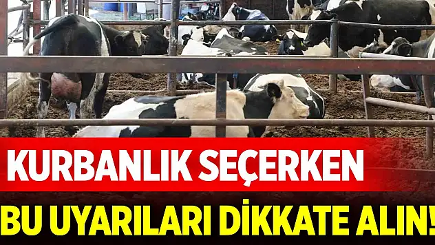 Kurbanlık seçerken bu uyarıları dikkate alın!