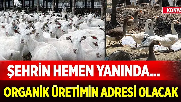 Şehrin hemen yanında... Konya'da organik üretimin adresi olacak