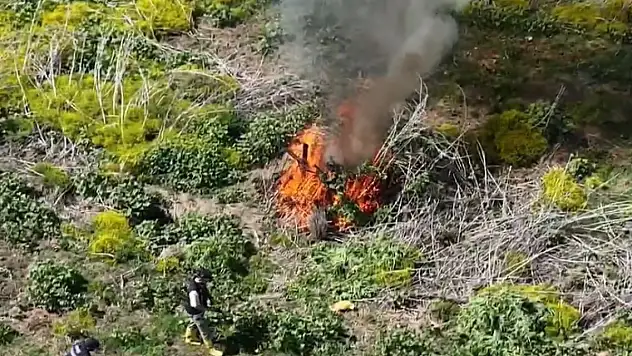 Nehir kenarında tespit edildi! 100 milyon TL değerinde