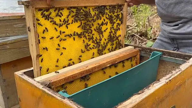 Bu balın azı şifa, fazlası tehlike