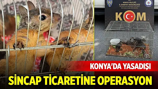 Konya'da yasadışı sincap ticaretine operasyon