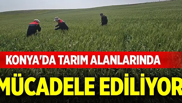 Konya'da tarım alanlarında mücadele ediliyor!